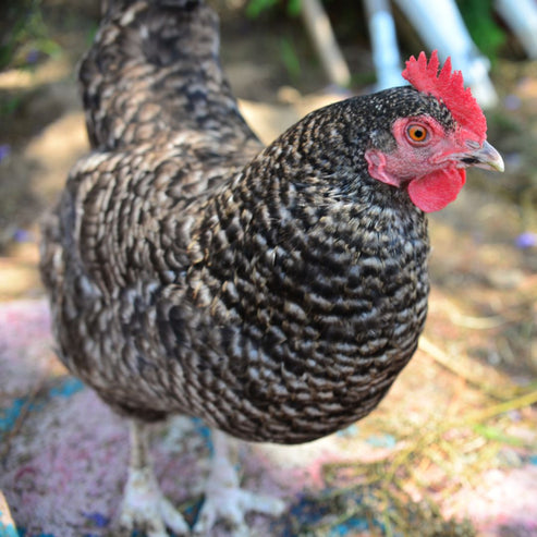 Baby Chicks: Silver Cuckoo Marans - My Pet Chicken