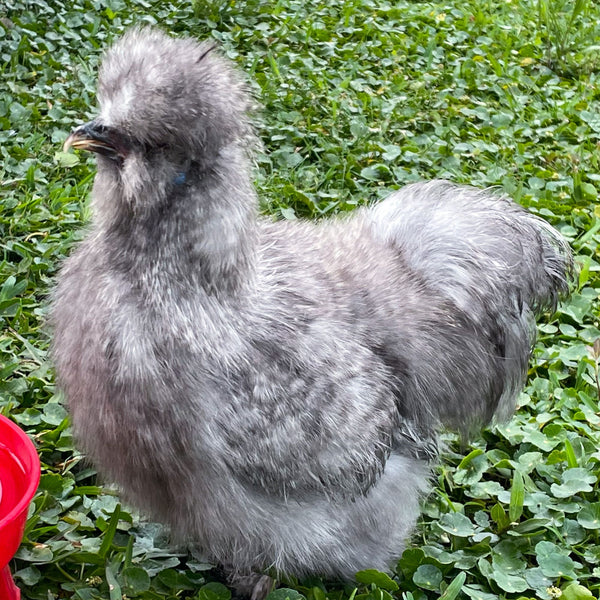 Baby Chicks: Cuckoo Silkie Bantam - My Pet Chicken