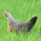 Silver Gray Dorking Bantam Chicken