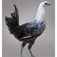 Pullet: Egyptian Fayoumi, Shipping Week of