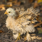 Frizzle Easter Egger Bantam baby chicks for sale.