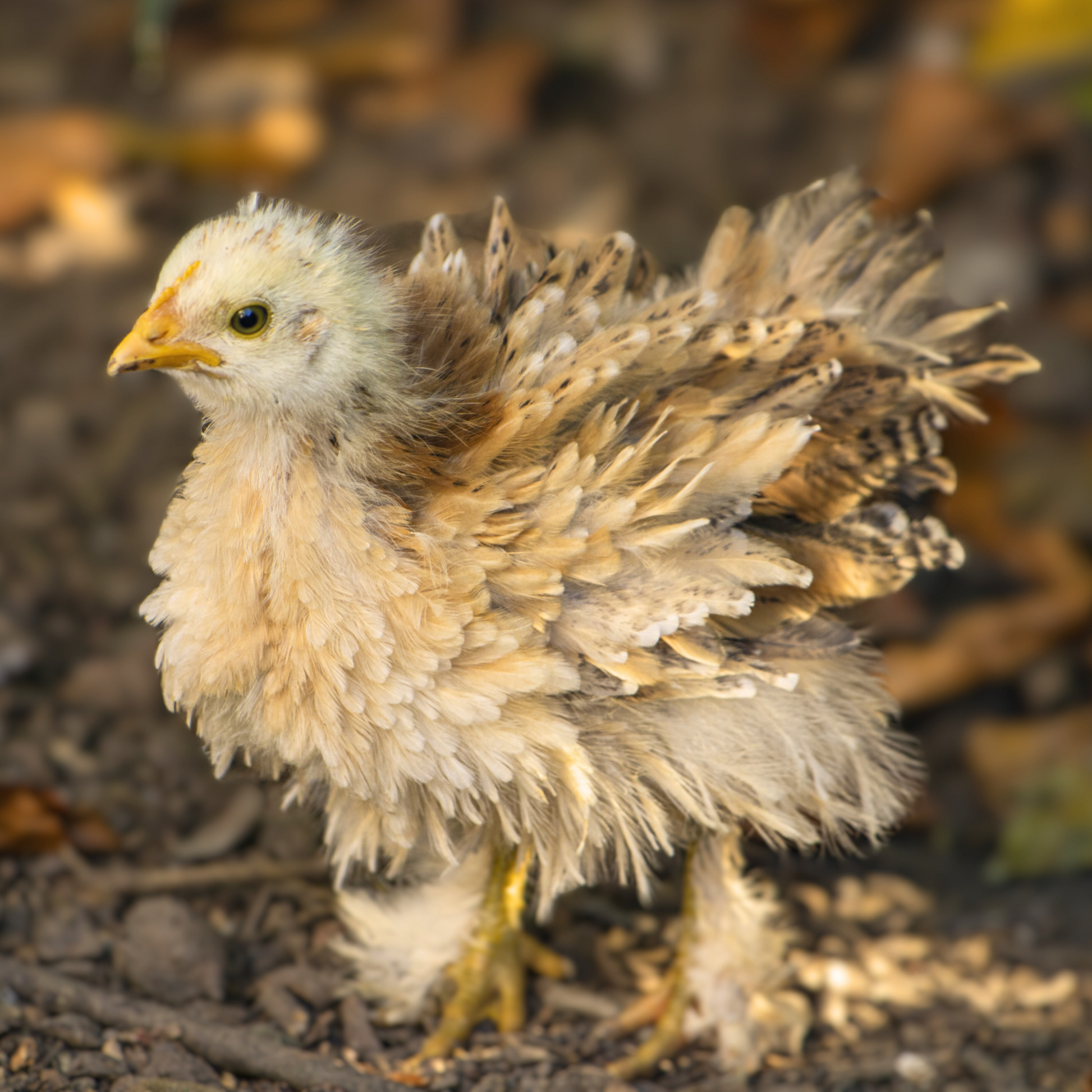 Frizzle Easter Egger Bantam baby chicks for sale.