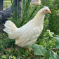 Pullet: Frost White Legbar, Shipping Week of