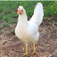 Pullet: Frost White Legbar, Shipping Week of