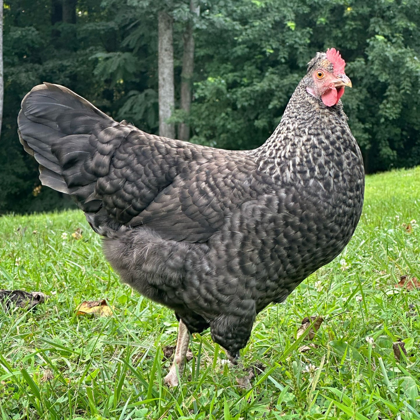 Baby Chicks: Gold Kissed Granite Olive Egger