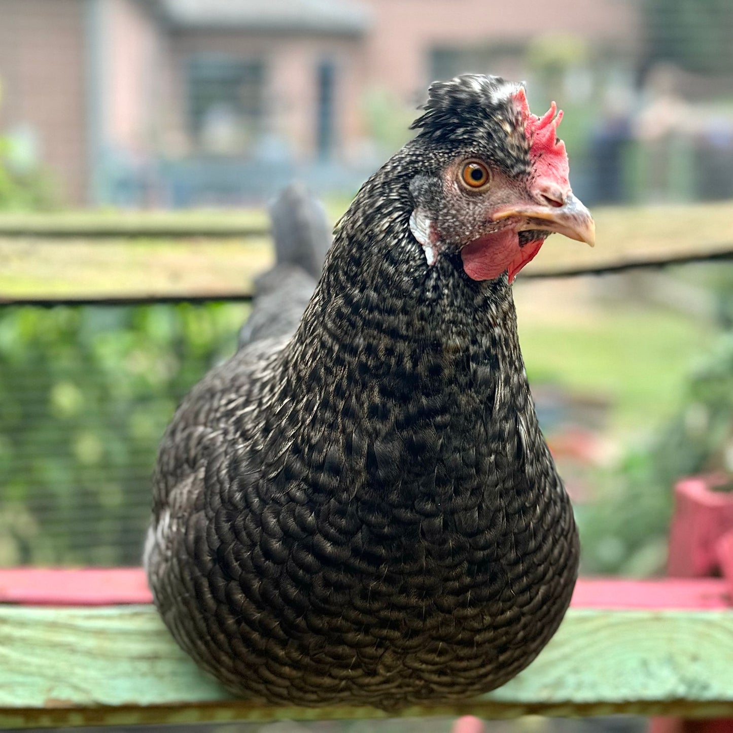 Baby Chicks: Gold Kissed Granite Olive Egger