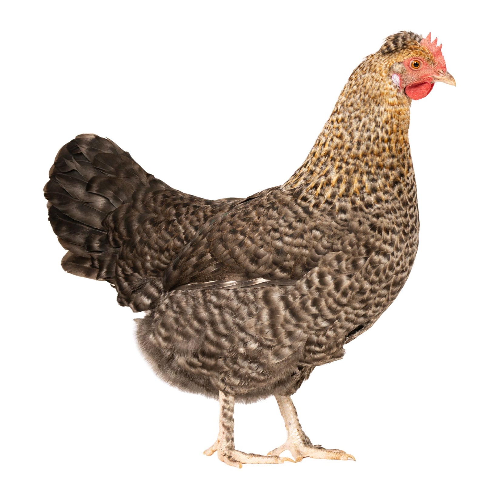 Baby Chicks: Gold Kissed Granite Olive Egger - My Pet Chicken