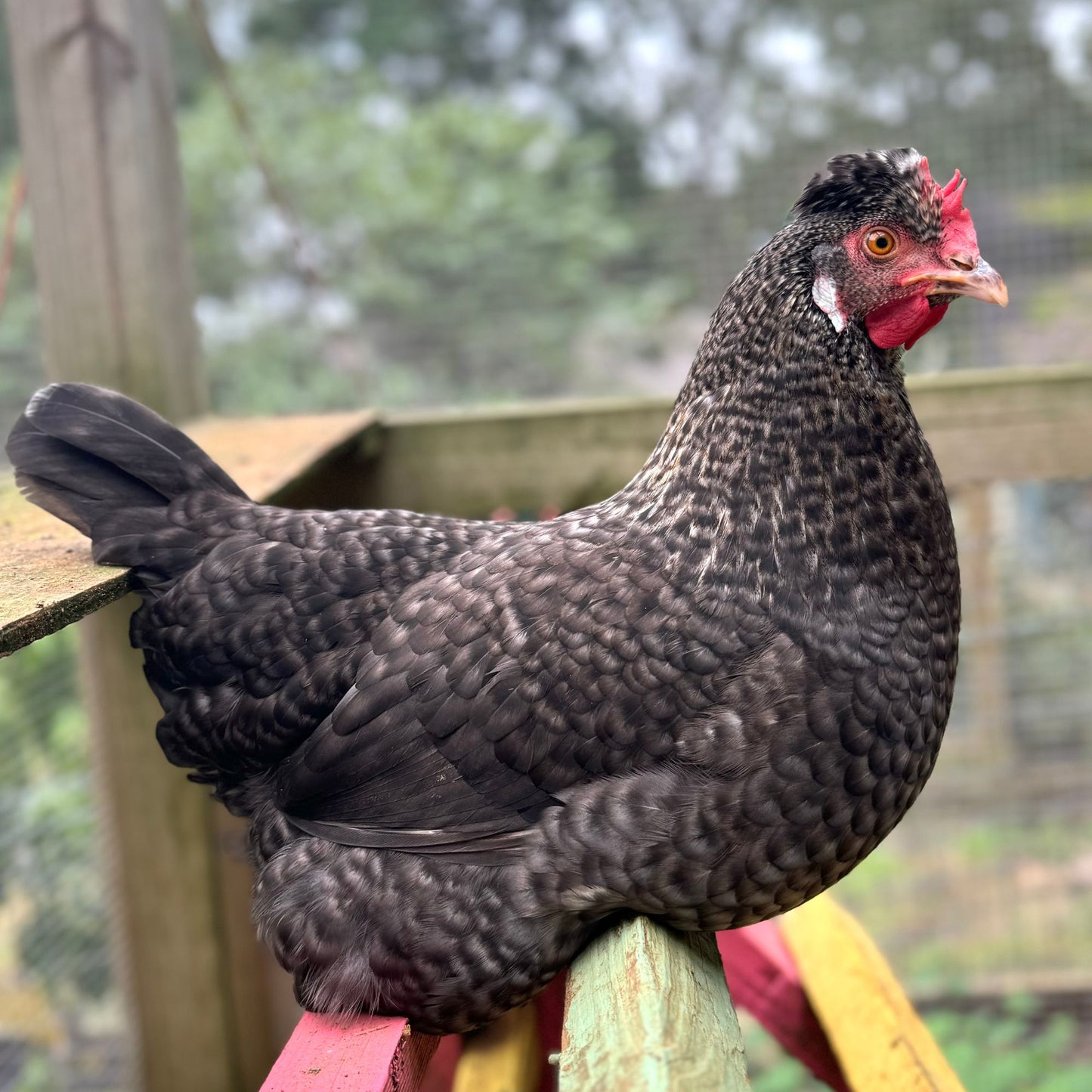 Baby Chicks: Gold Kissed Granite Olive Egger