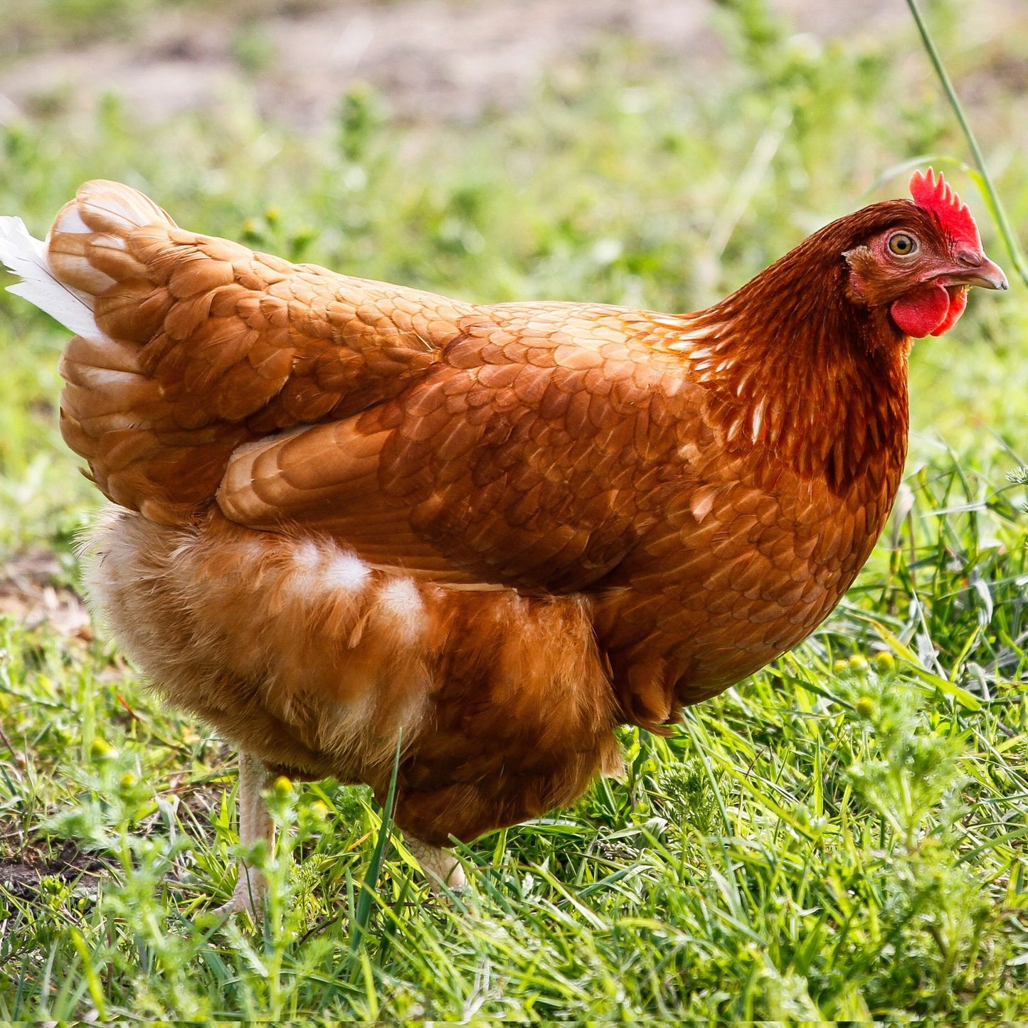 Golden Buff Red Star chicken breed