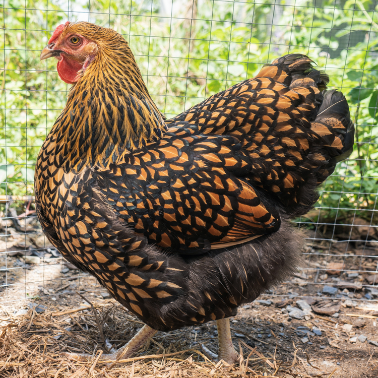 Pullet: Golden Laced Wyandotte, Shipping Week of - My Pet Chicken