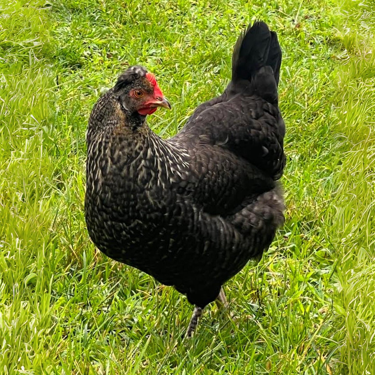 Baby Chicks: Gold Kissed Granite Olive Egger