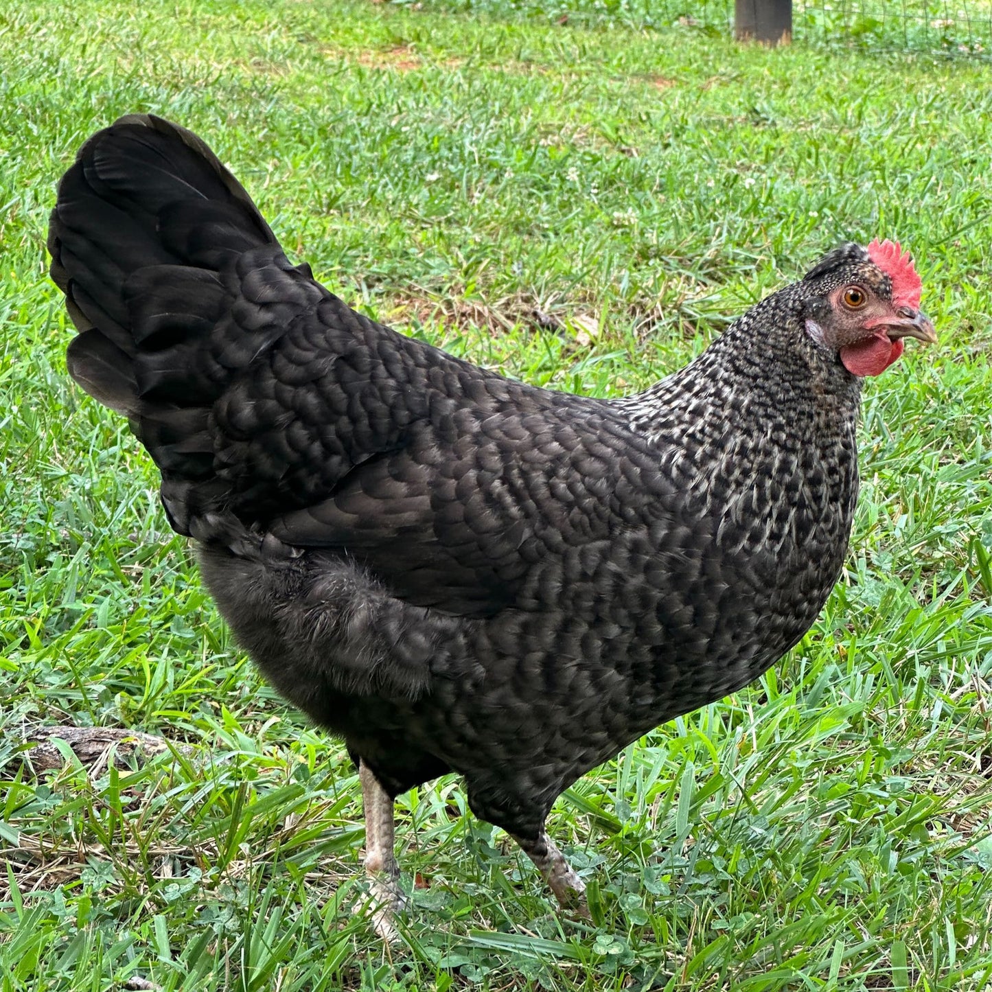 Baby Chicks: Gold Kissed Granite Olive Egger