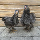 Green Queen Easter Egger bantams hatch with smooth or frizzle feathers. 