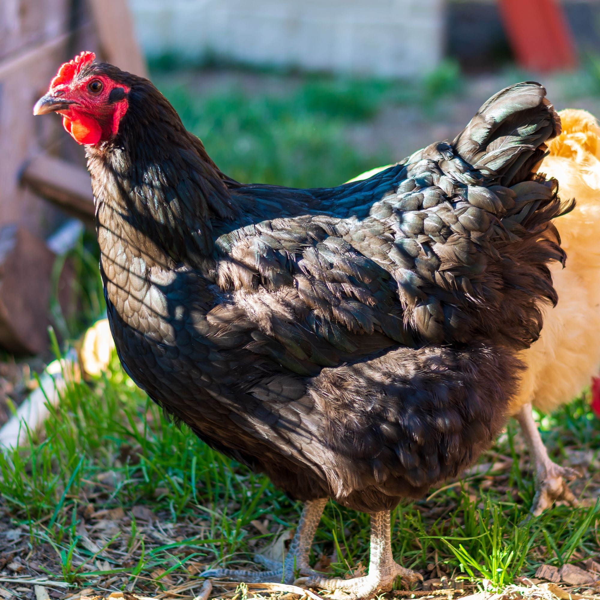 Baby Chicks: Black Jersey Giant - My Pet Chicken