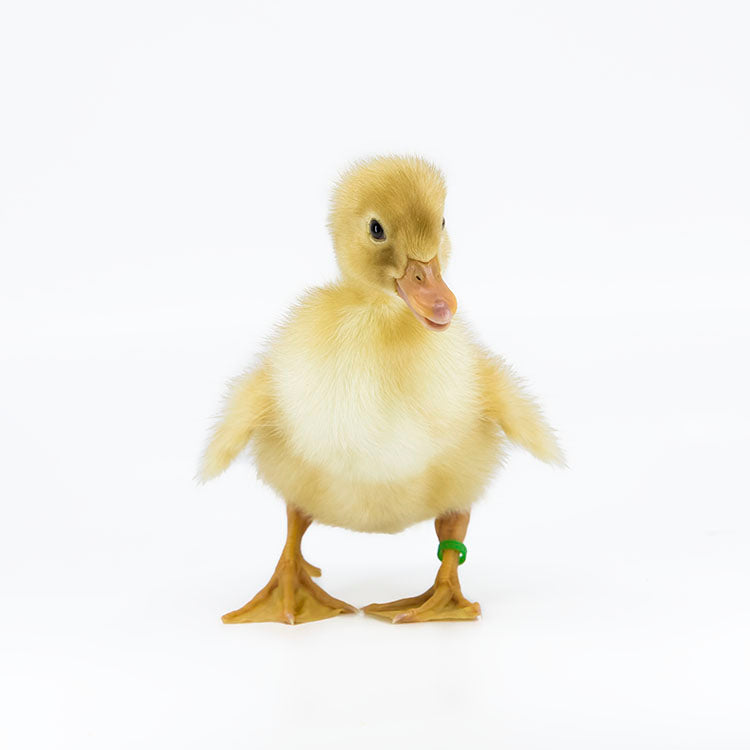 Jumbo Pekin ducks have mostly yellow feathers when they hatch