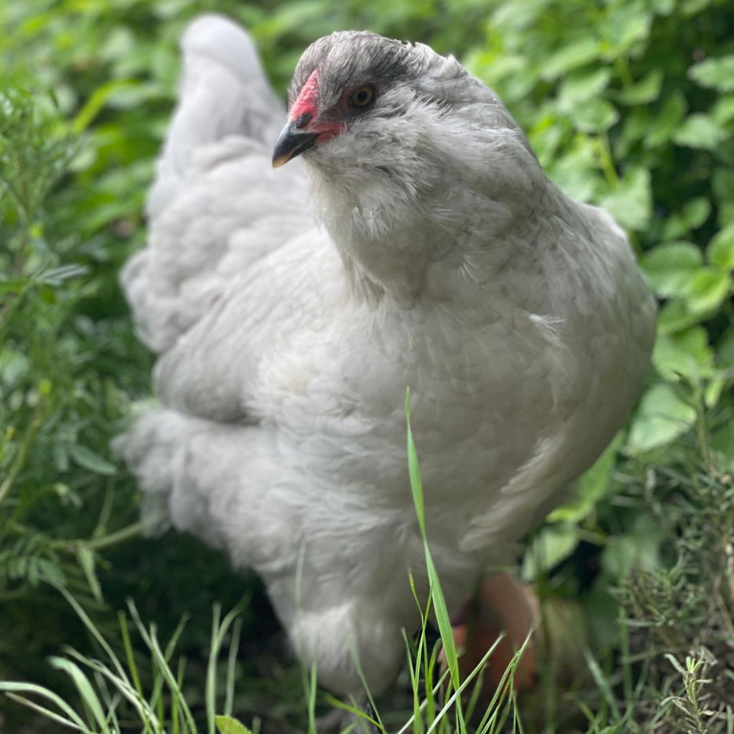 Baby Chicks Lavender Dream Easter Egger My Pet Chicken