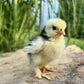 Baby Chicks: Mottled Frizzle Cochin Bantam