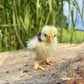 Baby Chicks: Mottled Frizzle Cochin Bantam