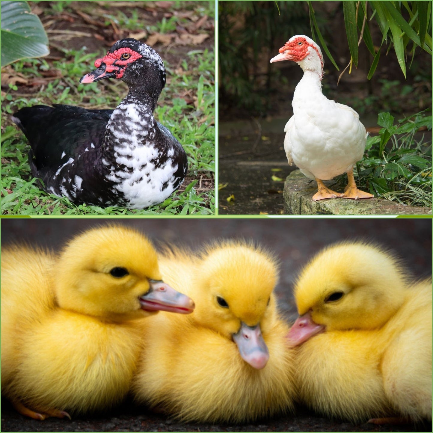 Ducklings: Mystery Duckling from Our Muscovy Assortment