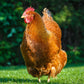 Pullet: New Hampshire Red, Shipping Week of