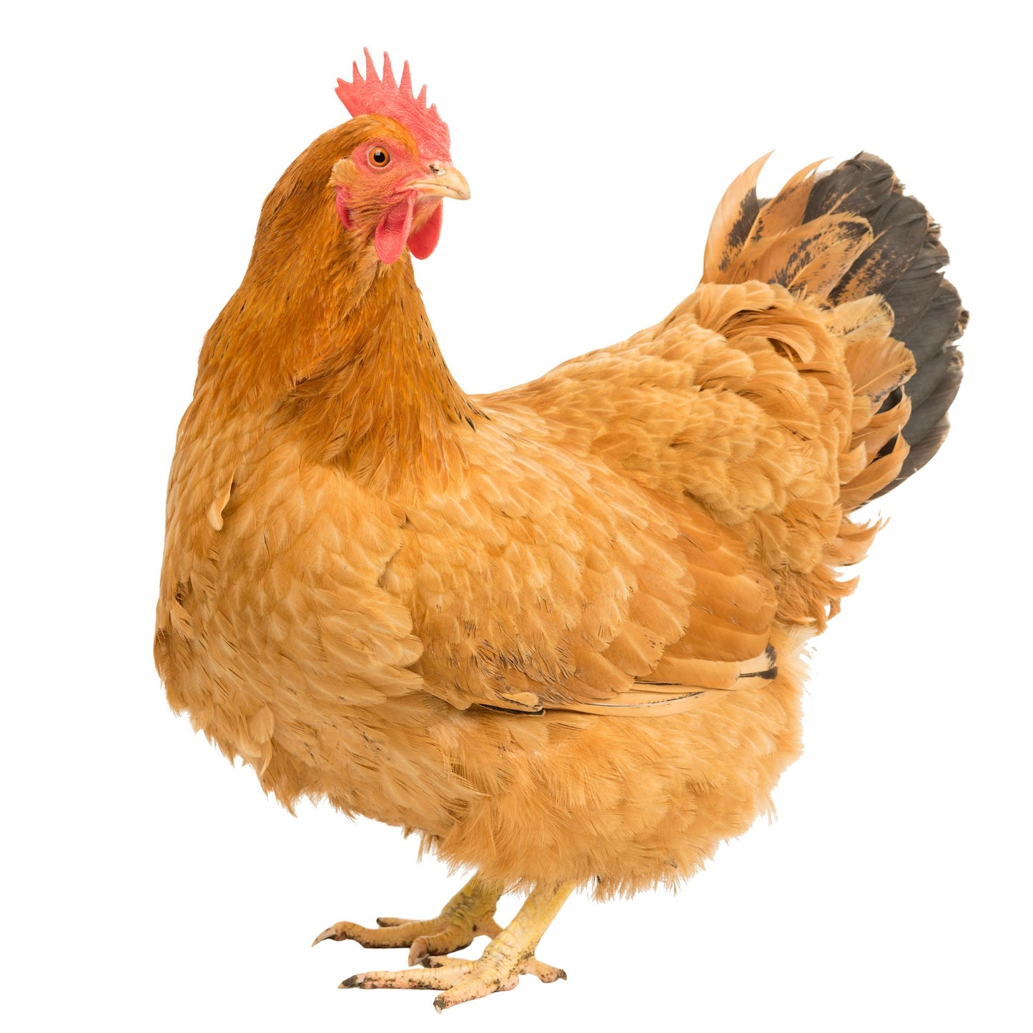 Pullet: New Hampshire Red, Shipping Week of