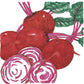 Chioggia Beet Seeds (Organic)