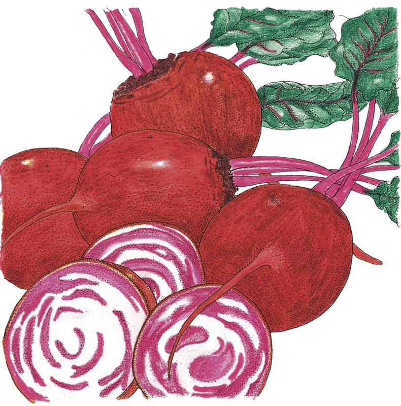 Chioggia Beet Seeds (Organic)