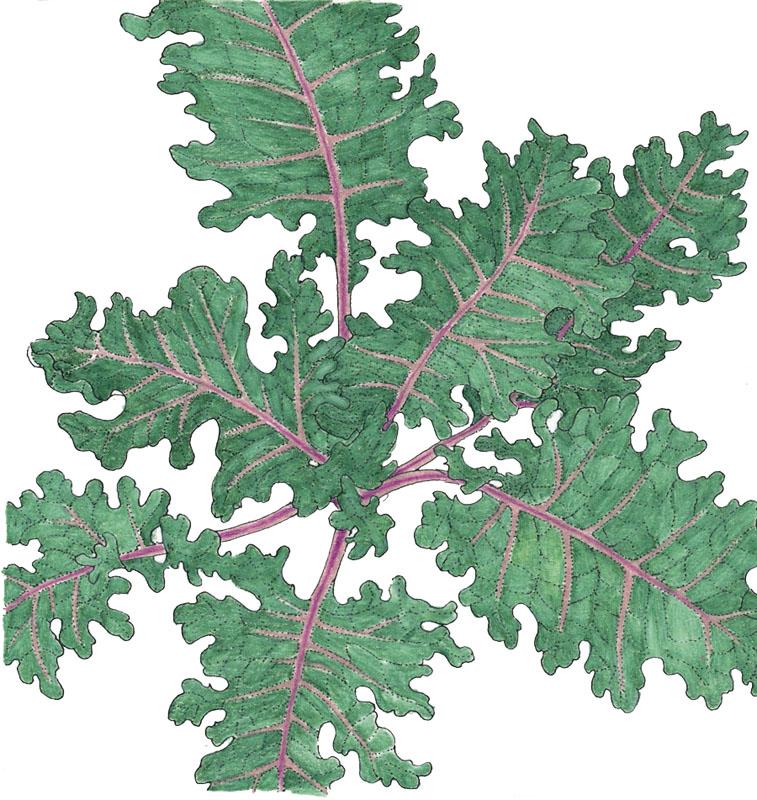 Red Russian Kale Seeds (Organic)