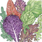 Gourmet Mix Lettuce Seeds (Organic)