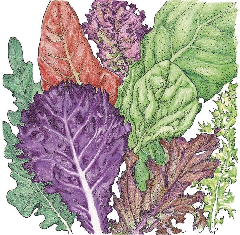 Gourmet Mix Lettuce Seeds (Organic)