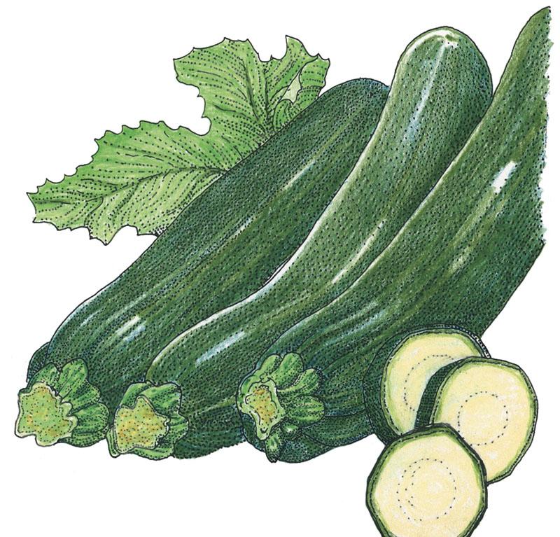 Dark Green Zucchini Summer Squash Seeds (Organic)