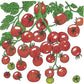 Sweetie Tomato Seeds (Organic)