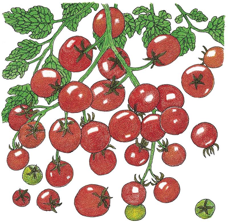 Sweetie Tomato Seeds (Organic)