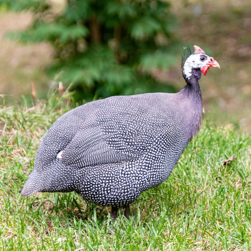 Pearl Guinea Fowl - My Pet Chicken