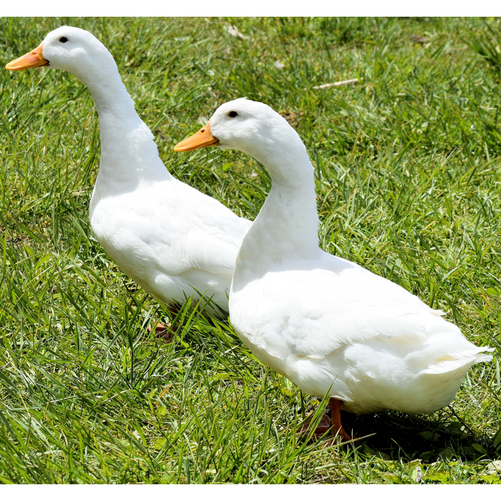 Hatching Eggs: Pekin Duck - My Pet Chicken