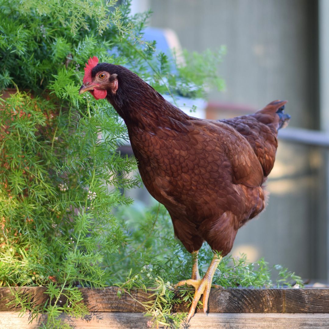 Posh Peanut, Rhett, Rooster, chickens, Twirl , 3-6 months, New Never been buy opened