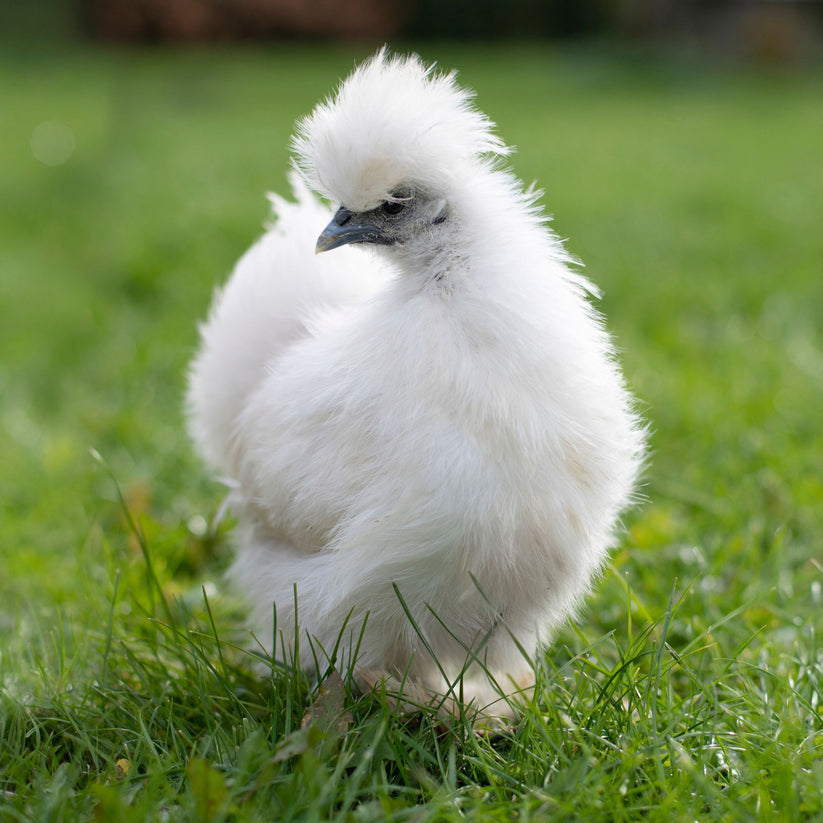 Baby Chicks: Silked White Easter Eggers - My Pet Chicken