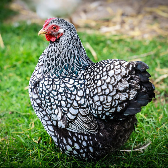 Baby Chicks: Silver Laced Wyandotte - My Pet Chicken