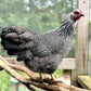 Silver Penciled Rock hen