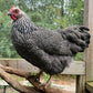 Silver Penciled Rock chicken 