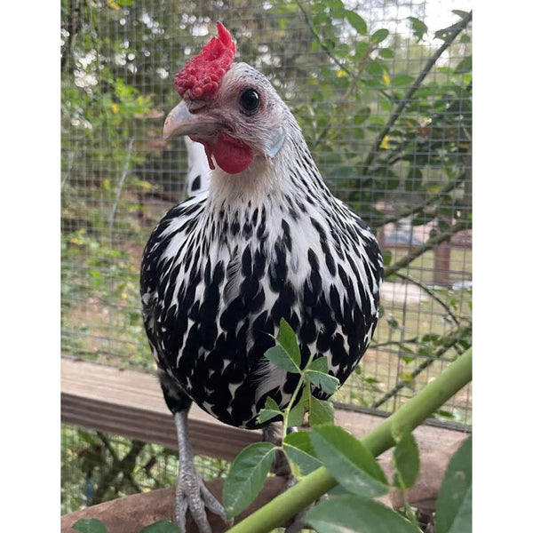 https://www.mypetchicken.com/cdn/shop/files/silver_spangled_hamburg2-ln_grande.jpg?v=1697207311