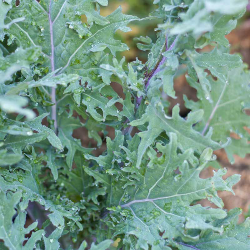 Red Russian Kale Seeds (Organic)