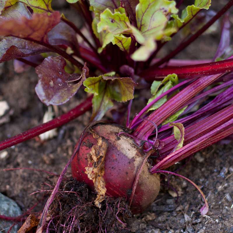 Bull's Blood Beet Seeds (Organic)