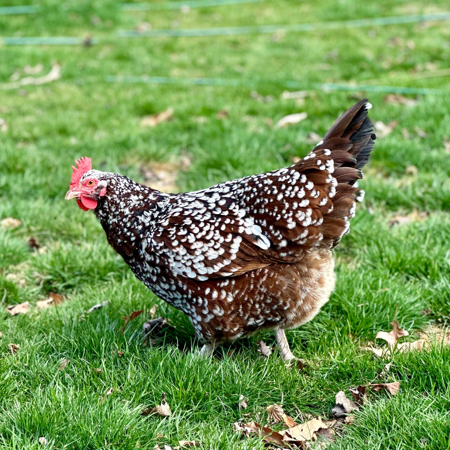 Pullet: Speckled Sussex, Shipping Week of