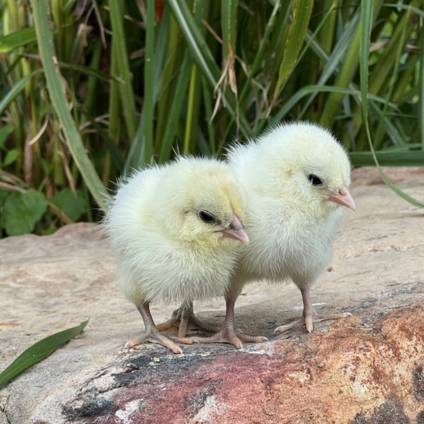 Baby Chicks: Splash Ameraucana Bantam