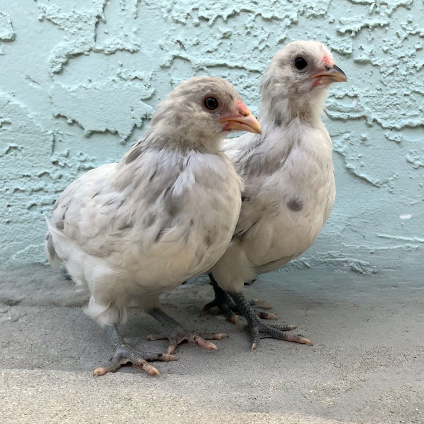 Baby Chicks: Splash Ameraucana Bantam