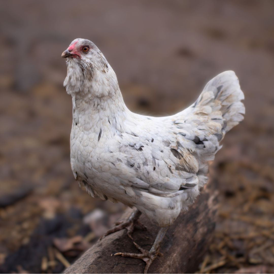 Pullet: Blue Splash Ameraucana, Shipping Week of