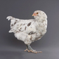 Pullet: Blue Splash Ameraucana, Shipping Week of