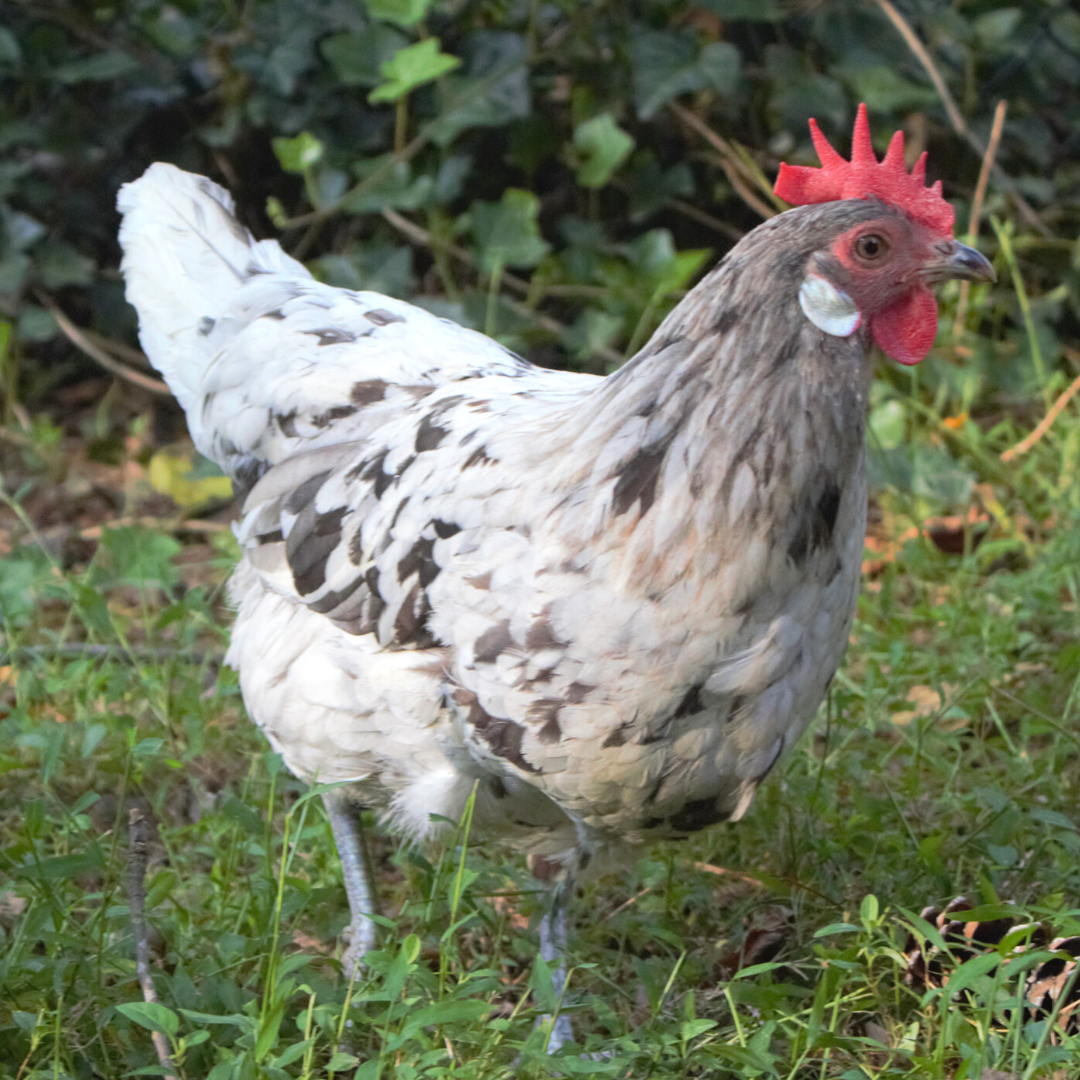 Blue/Black/Splash chicken breed