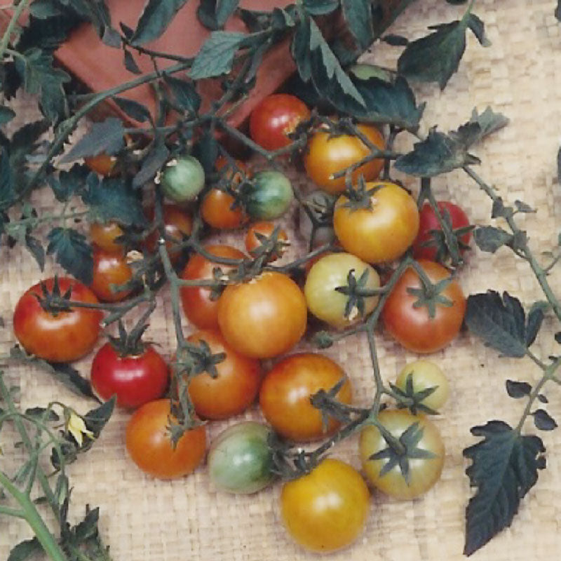 Bi-color Cherry Tomato Seeds (Organic)